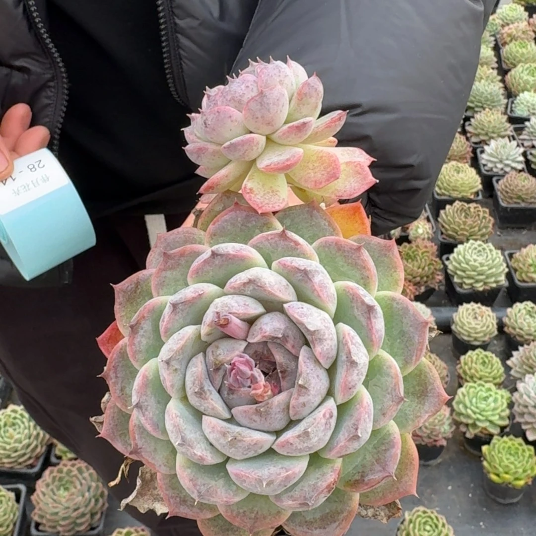 多肉杂交一物一拍28-149