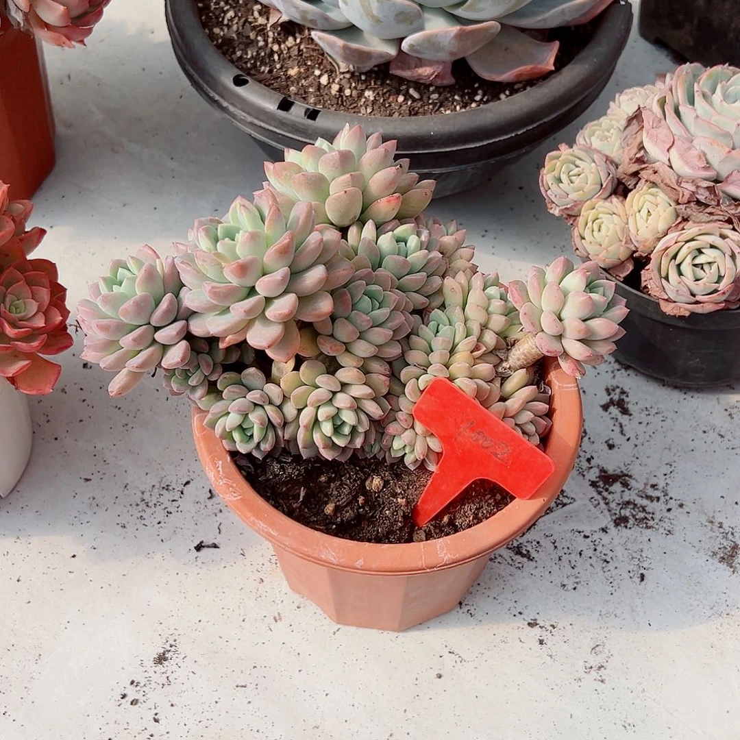 乐*乐1002白奥多肉植物