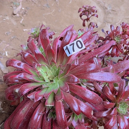 为*多肉植物一个有伤