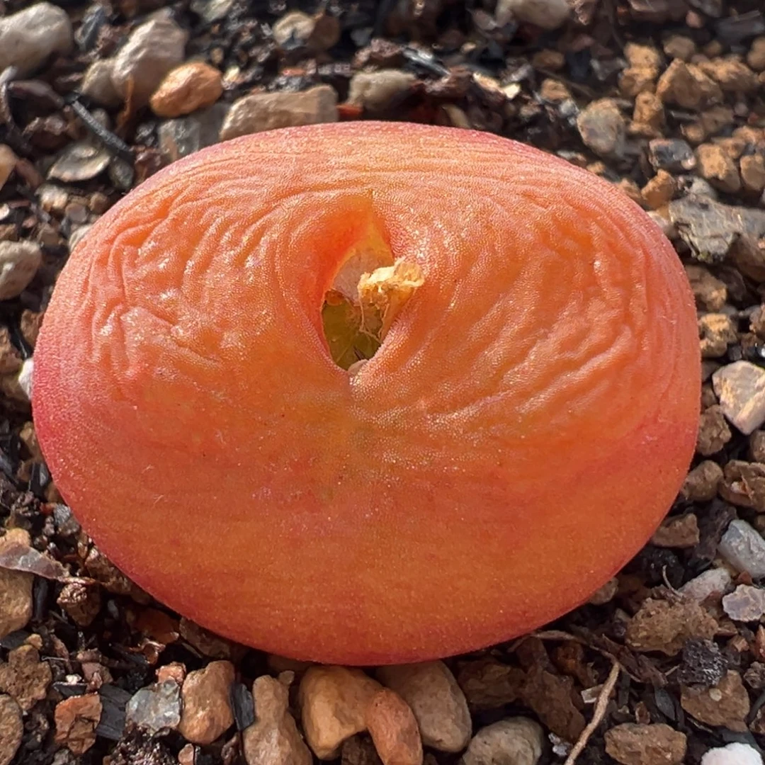 61多肉植物百科水蜜桃