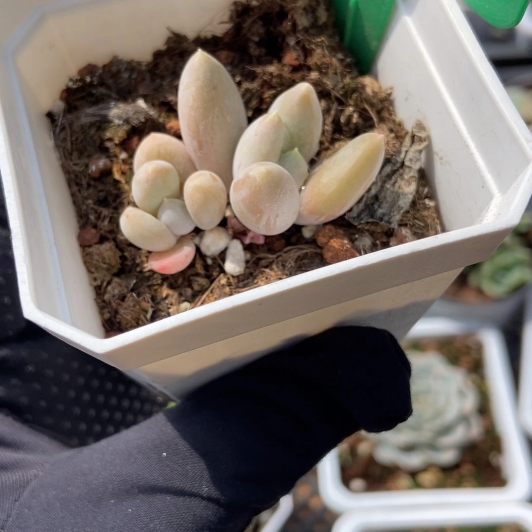 868哥特多肉植物保护