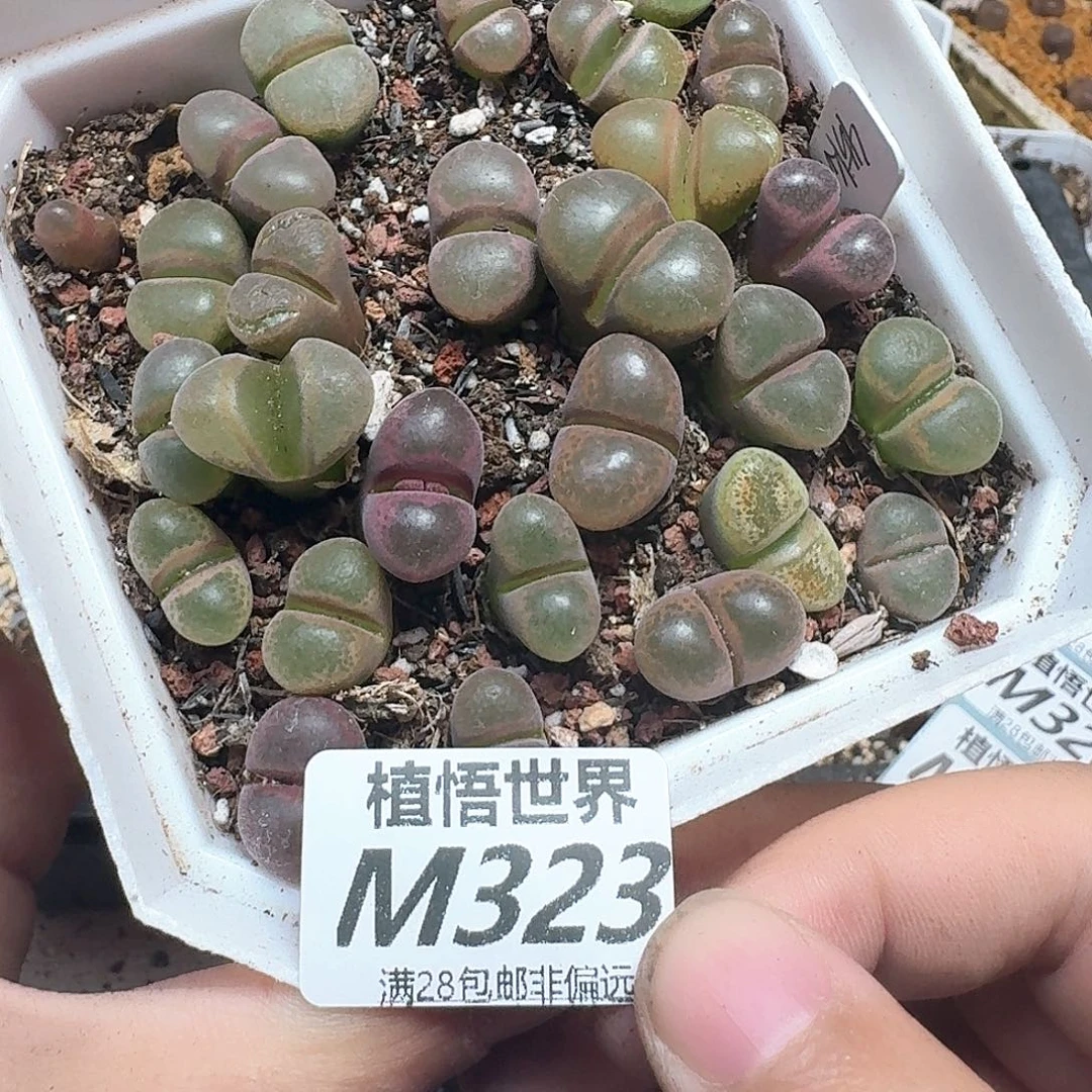多肉植物的润泽而非