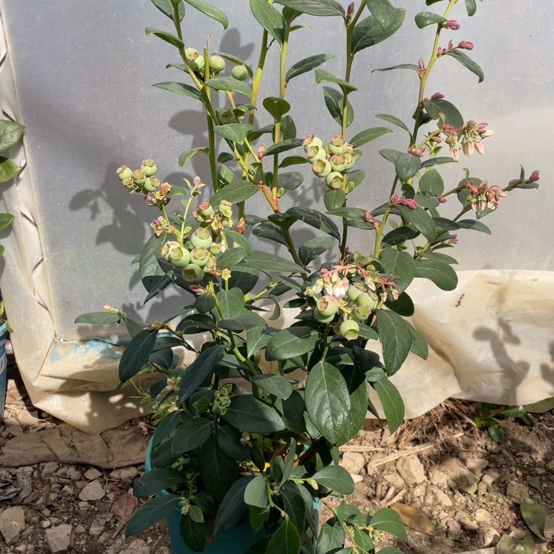 一物一拍，带花带果