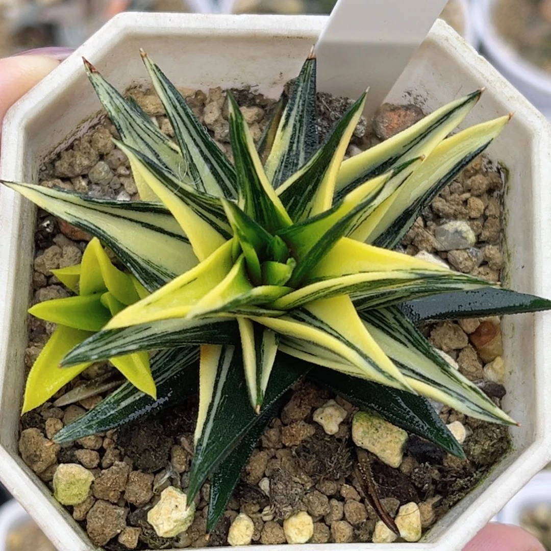 86象牙塔锦福利专场