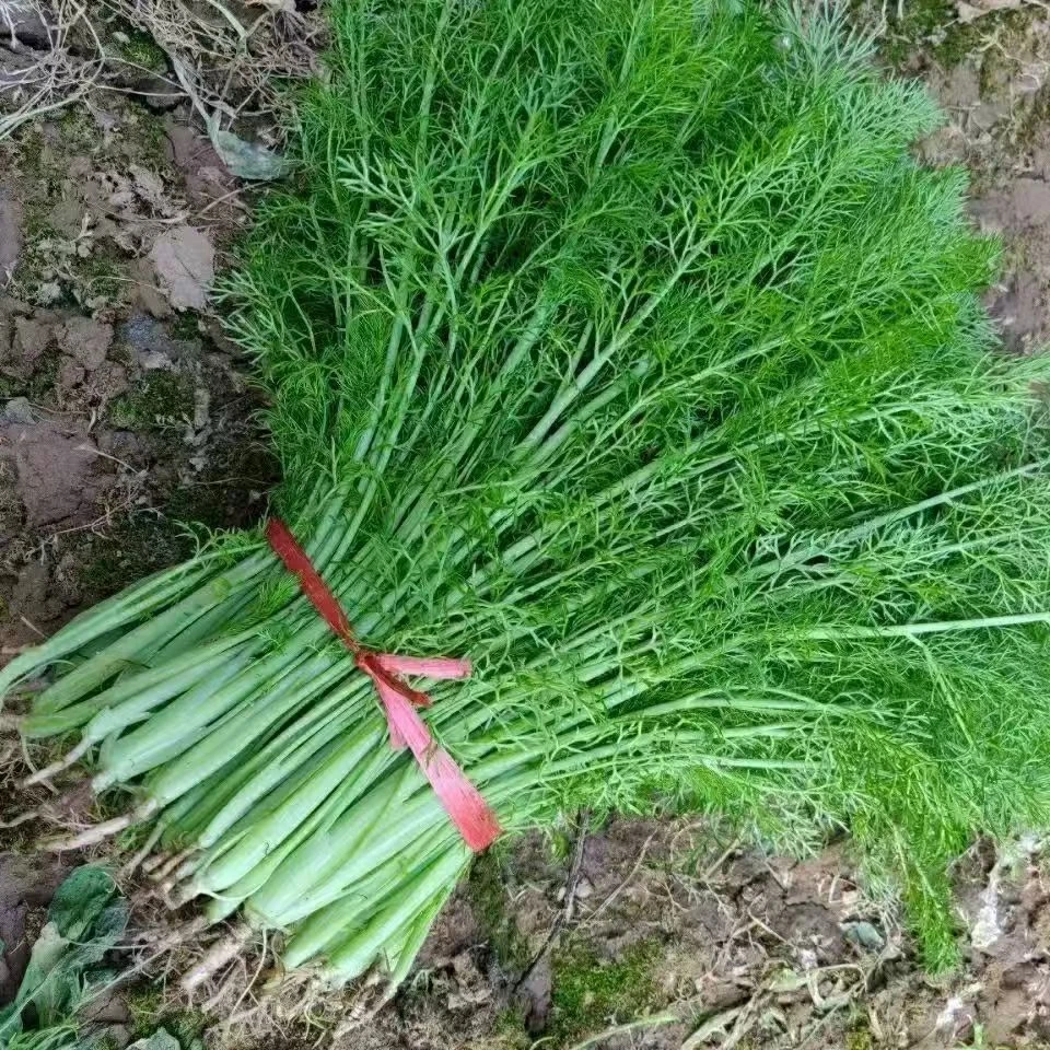 割茬茴香种子籽子蔬菜苗新鲜香菜盆栽食用四季阳台农家庭院套装播