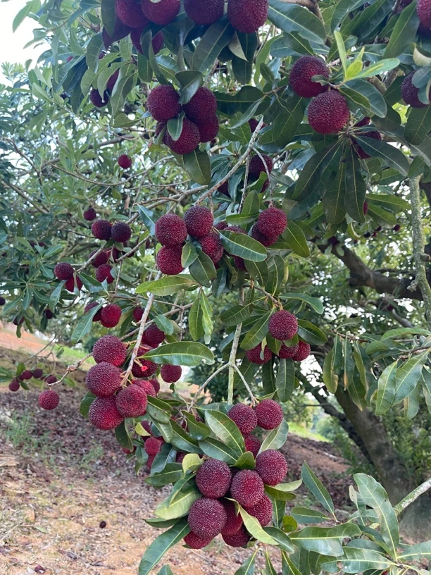 江浙沪链接 胖哥杨梅  现摘现发（东魁）顺丰冷链