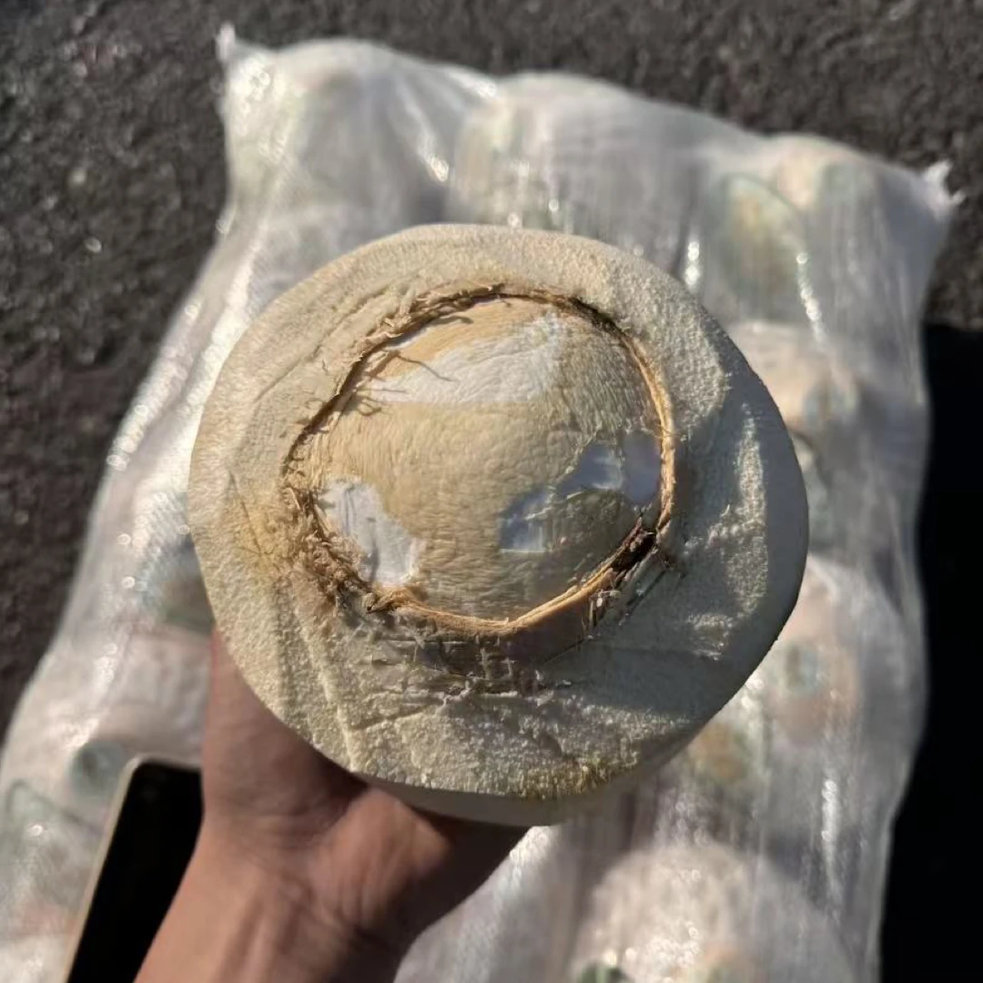 菲律宾超甜椰6枚大果