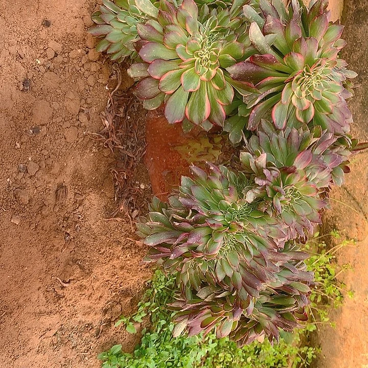 A***a黑魔锦寄养长到60厘米发货