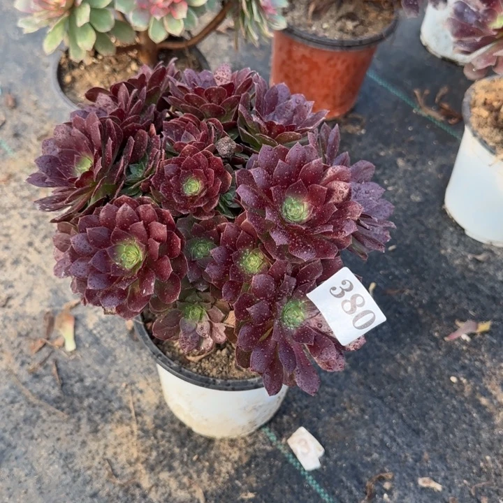 380两单包邮。 桃花石。