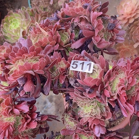 熬***》多肉植物一个法师