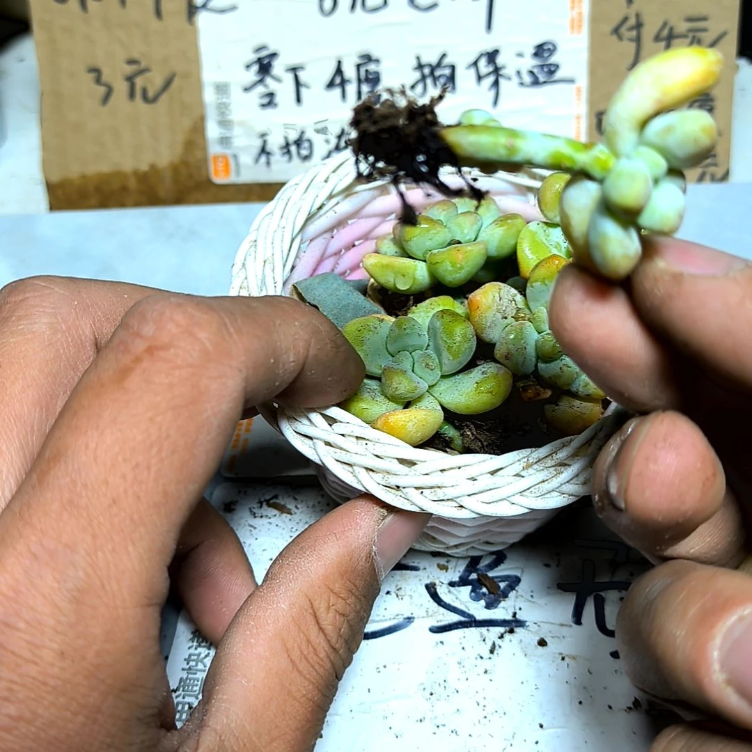 满6元包邮，天使之泪十颗垃圾售后生八个儿子