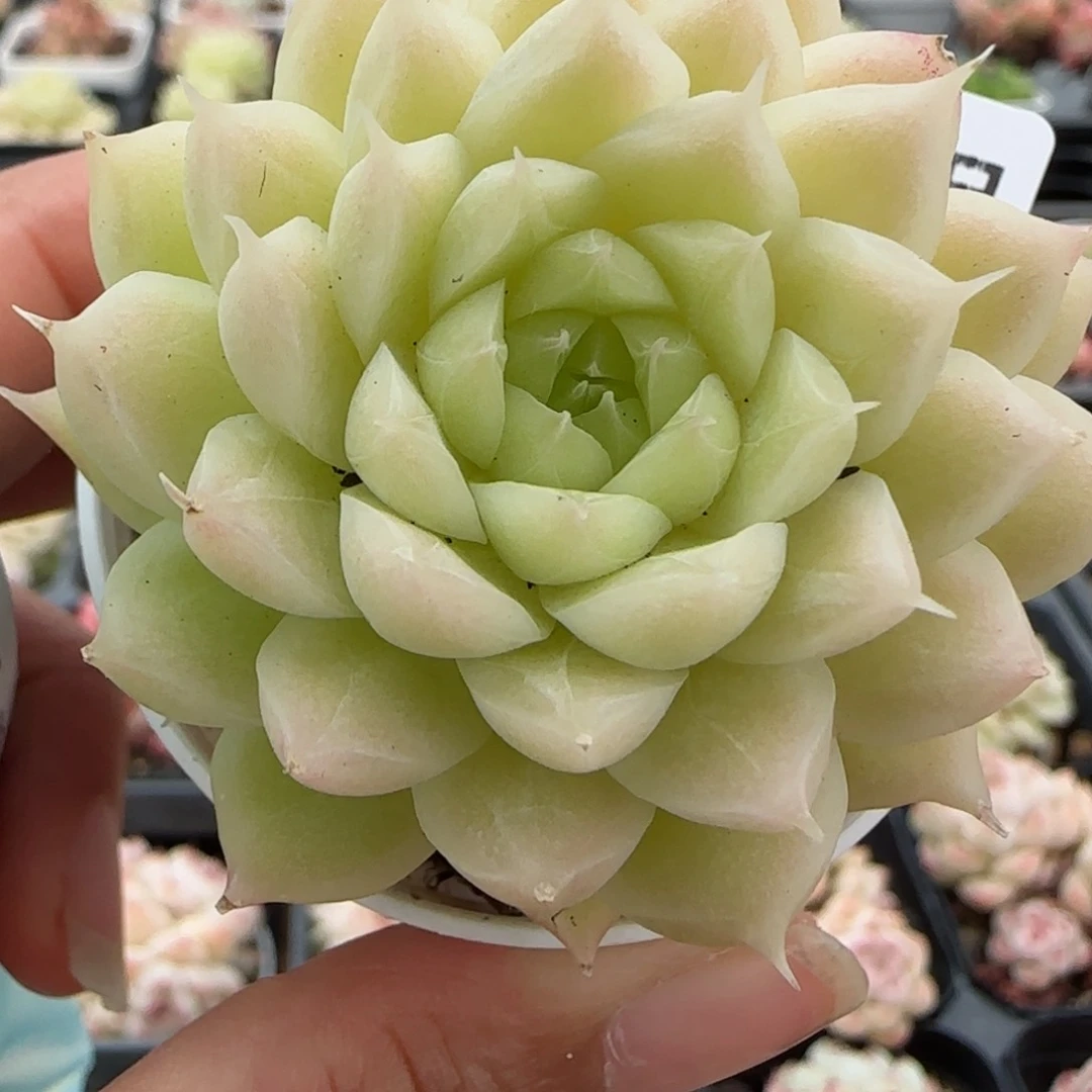 花语逸镜0129-619