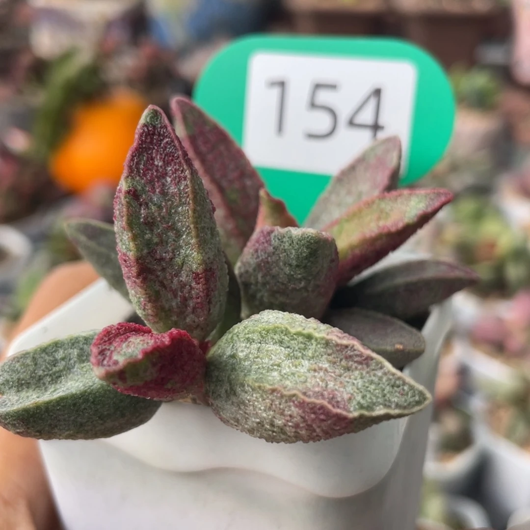 小*             血斑白泽。