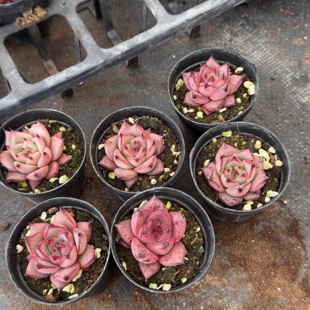 罗密欧六颗量拍29-60