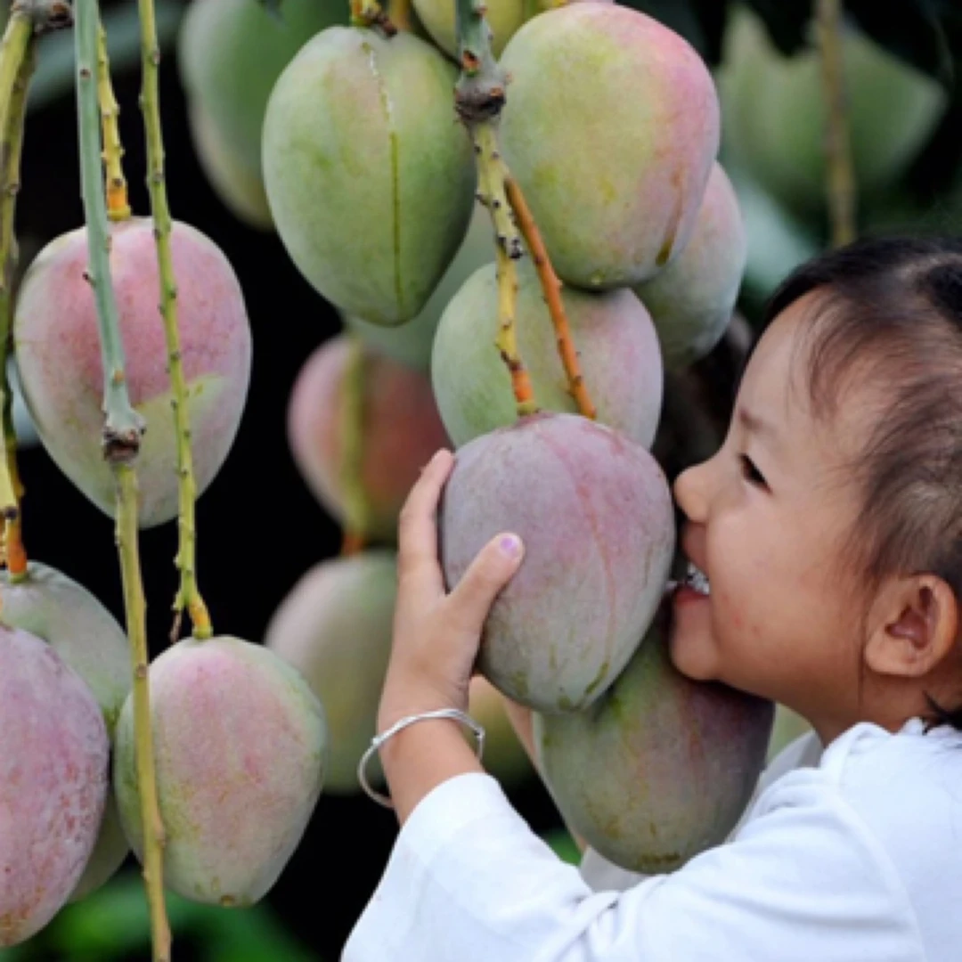新号开播，一物一拍正宗海南金煌芒嫁接苗台农桂七四季大果品种