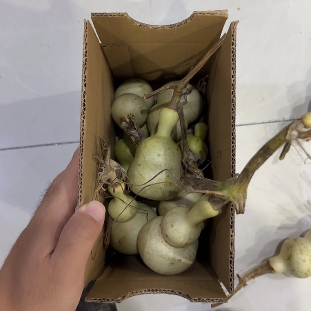 美***蓓葫芦djdjdjdjdndndndnd