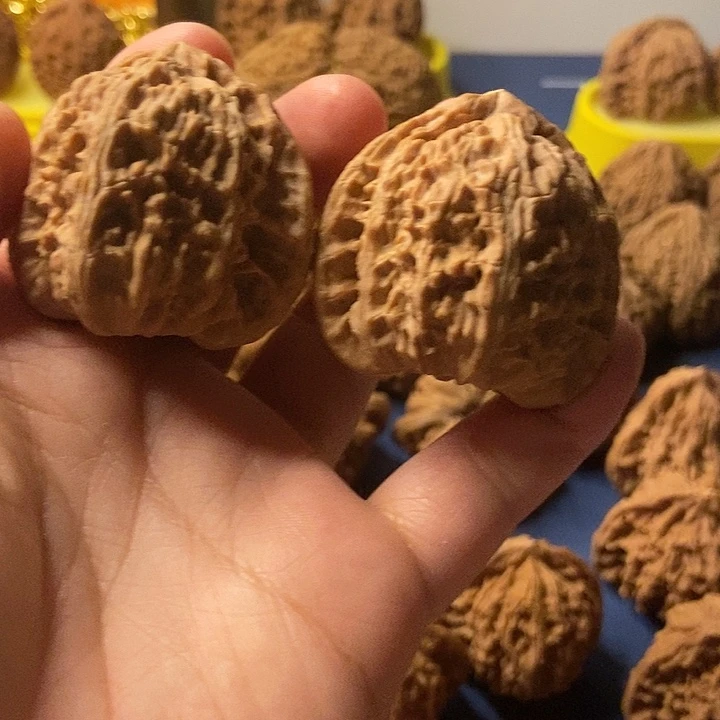 人***天文玩核桃  白狮子