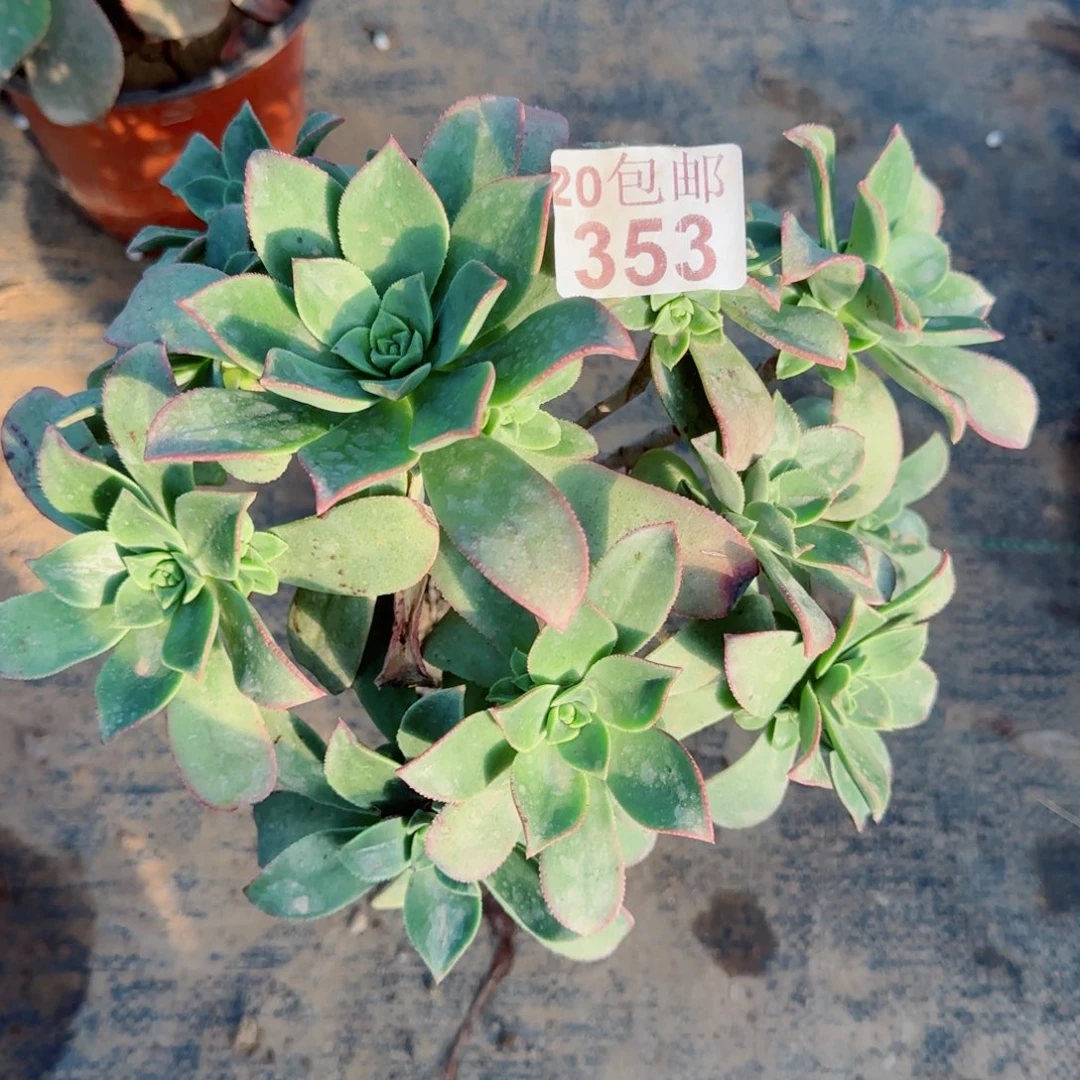 鸿源莲花353满20包邮断枝不包