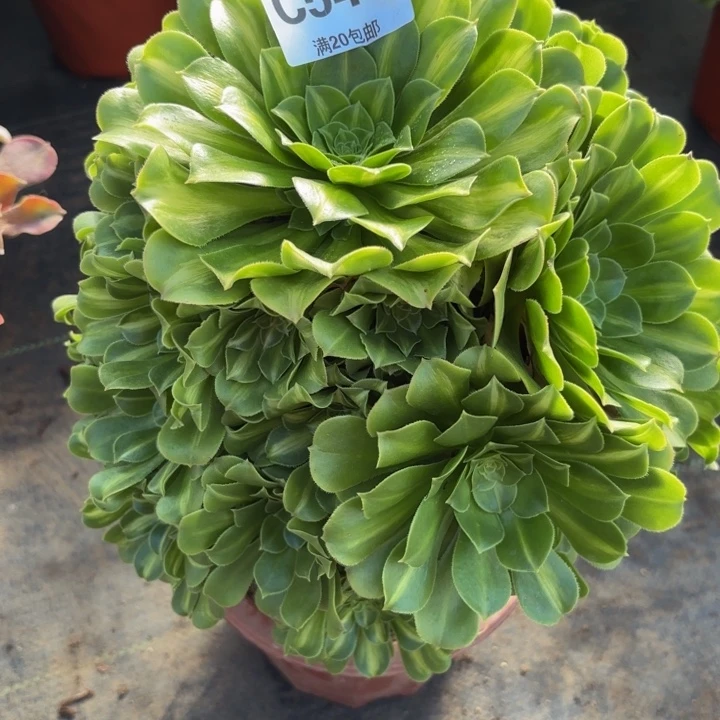 瑞妈多肉园艺，549.翡翠琉璃