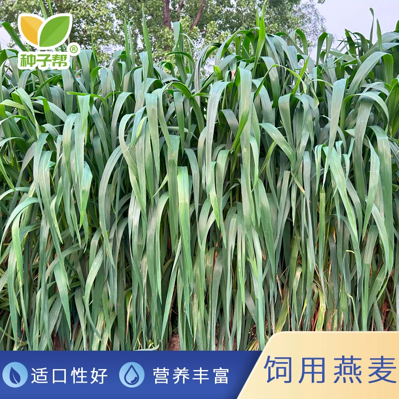 牧草燕麦种子优质的牛羊青饲料调制干草适口性好营养均衡产量高