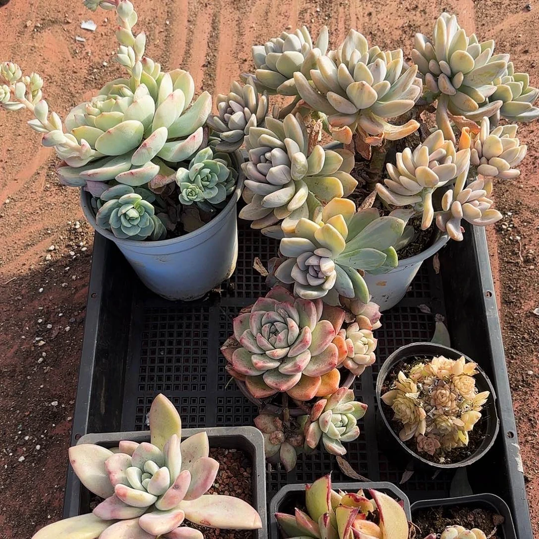 多肉植物框拍164号