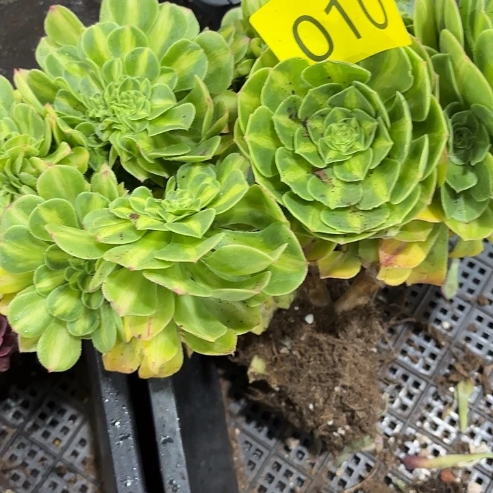 仔*多肉植物福利010