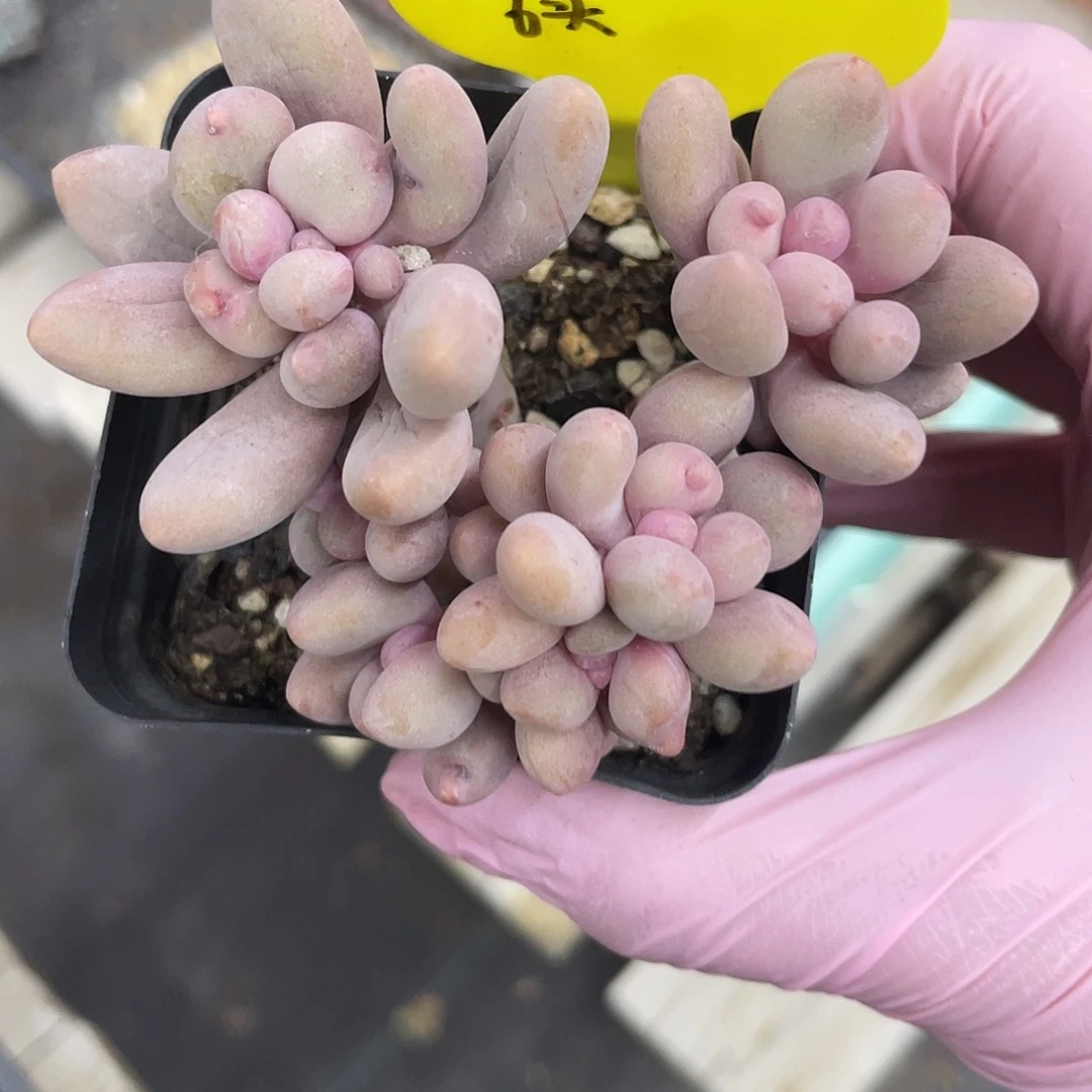 桃花奶酪6头。