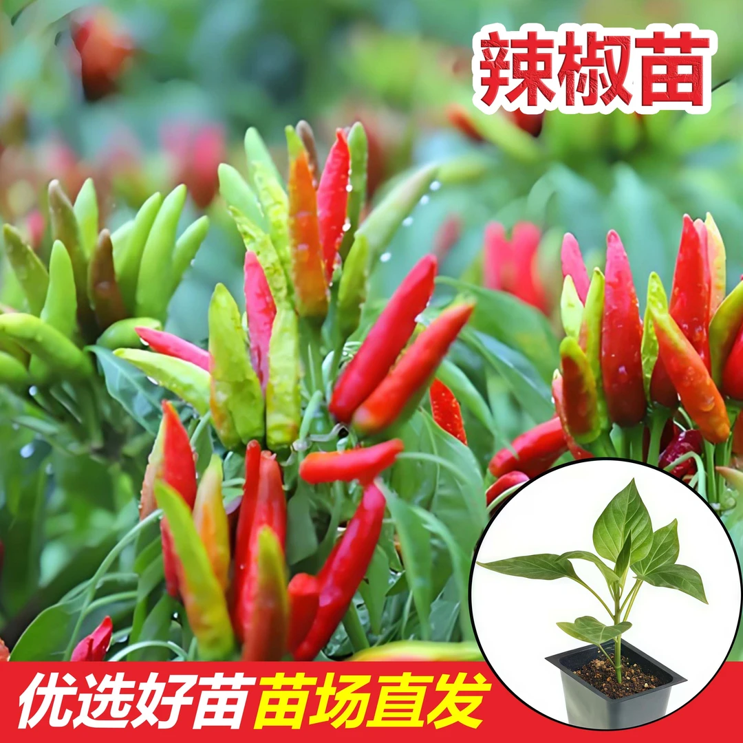 辣椒苗盆栽绿植绿甜椒苗秧苗基地直发四季朝天椒【优质壮苗】高品质