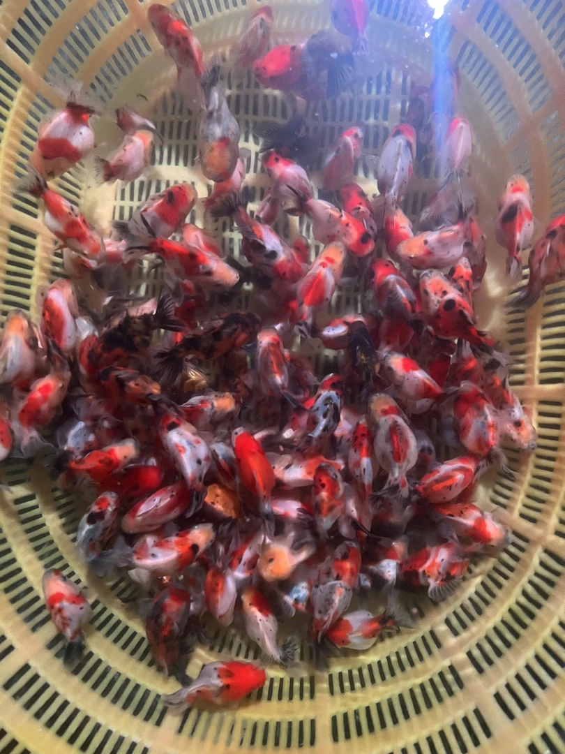 兰寿泰狮观赏鱼冷水鱼鱼苗