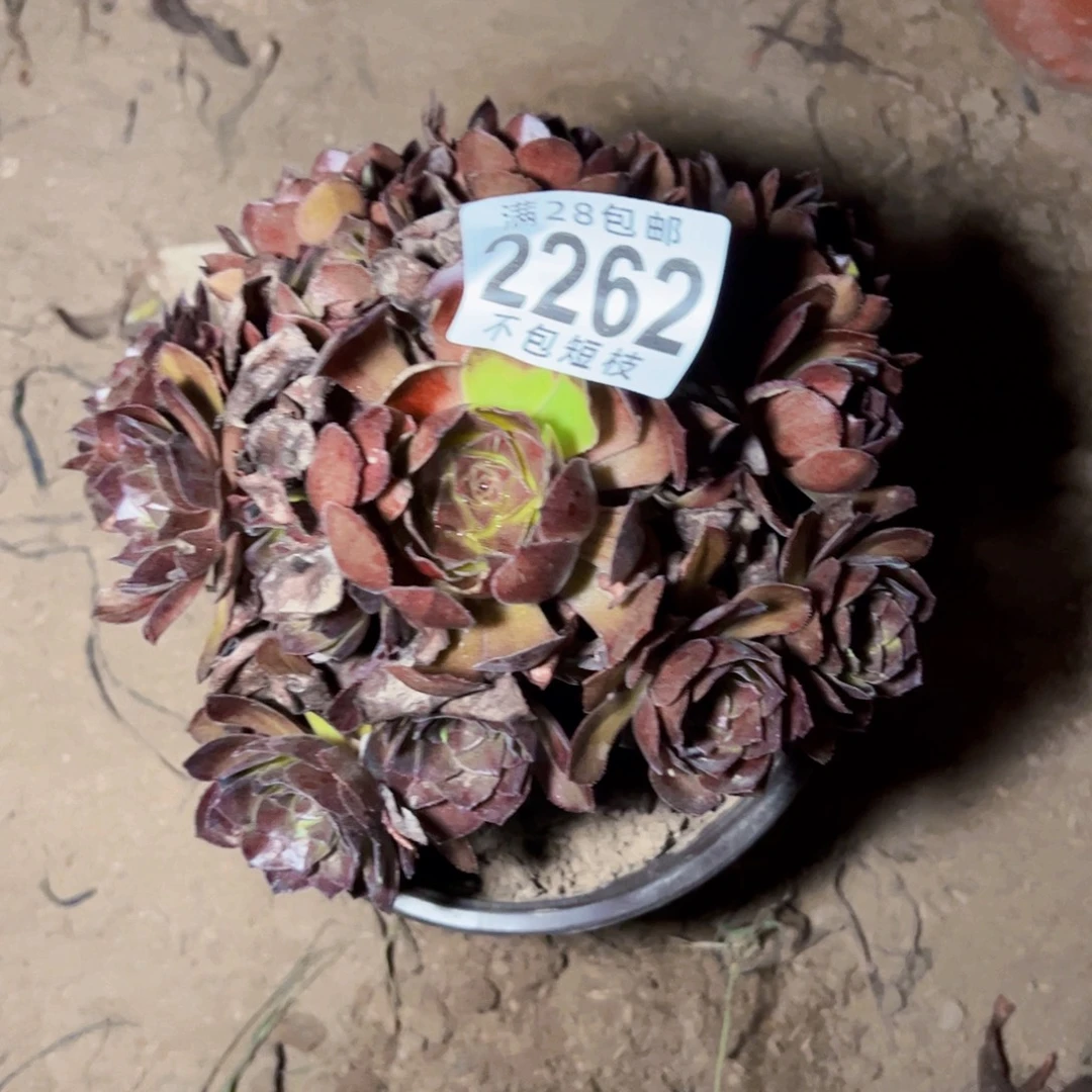 黑美人多肉植物法师2262