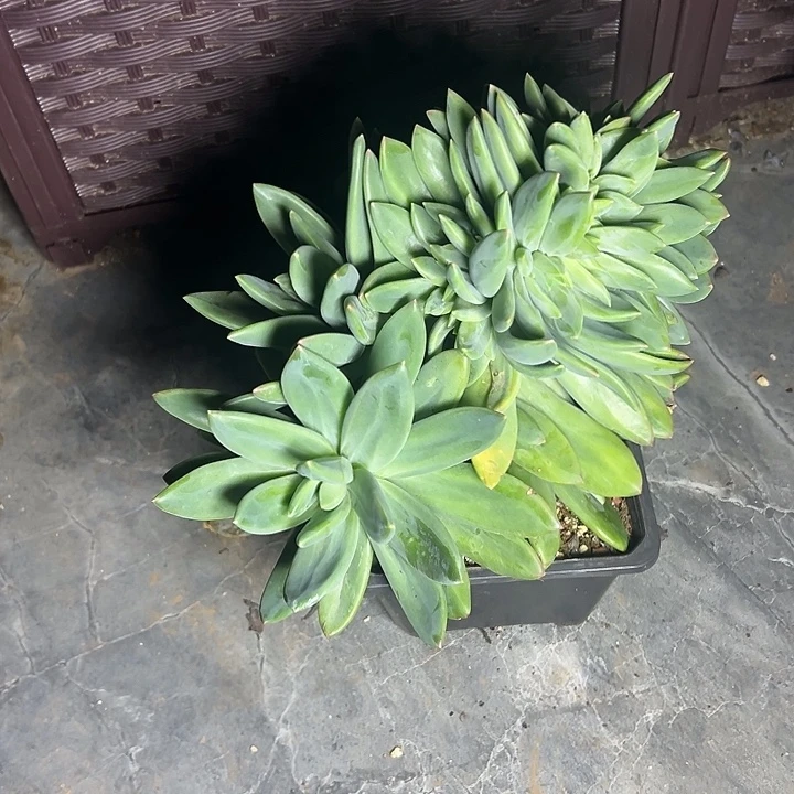 海洋之歌群生缀化