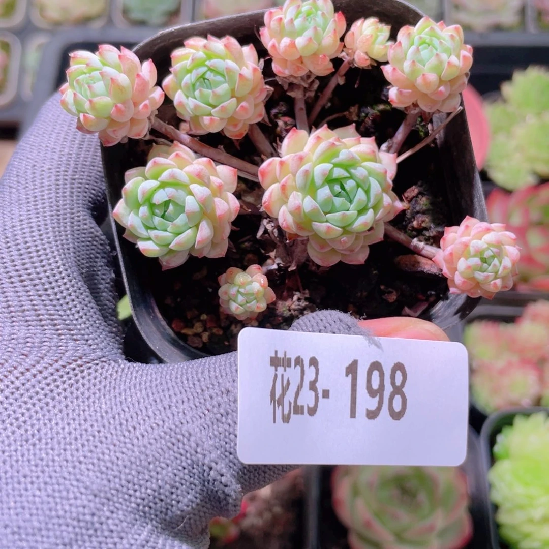 花利美23-198小粉莓