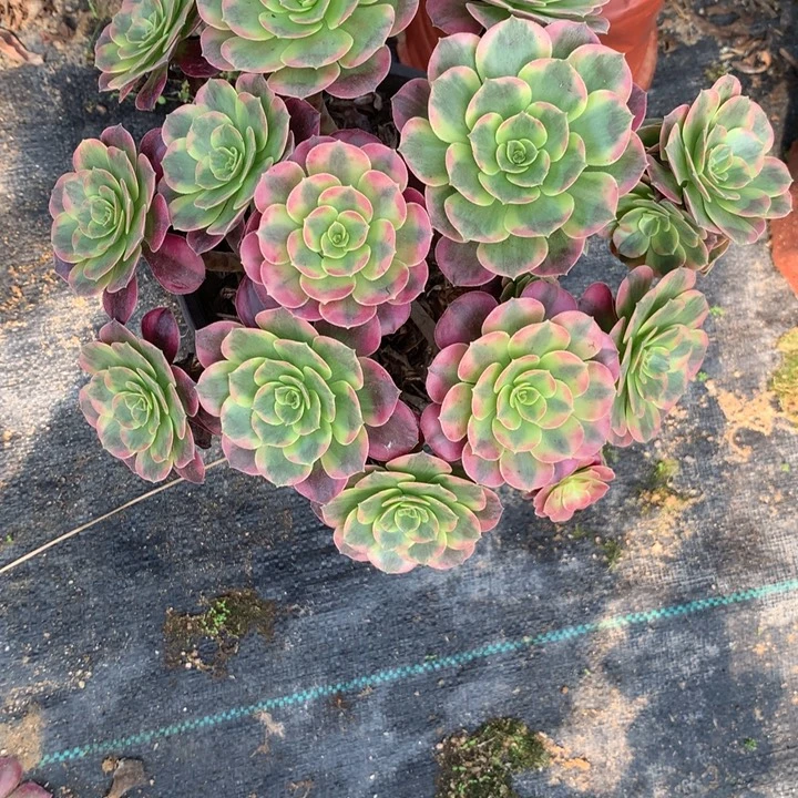 付***喵473凤冠多肉植物特价