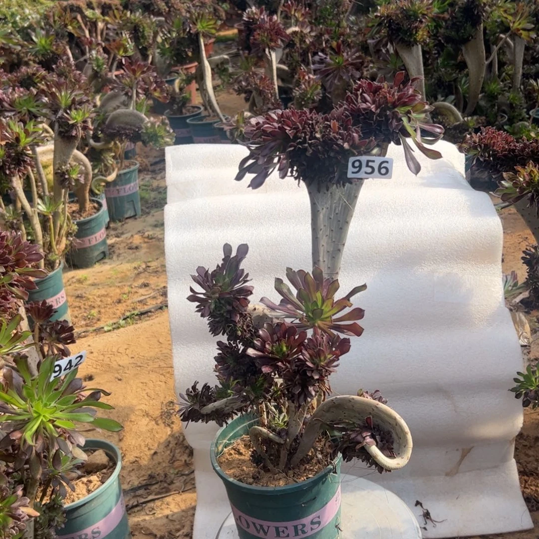 有伤黑缀956高度40厘米