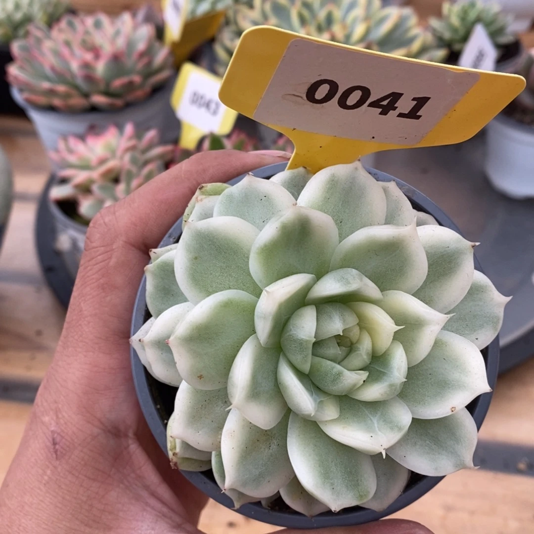 0041麦秆哈哈哈哈