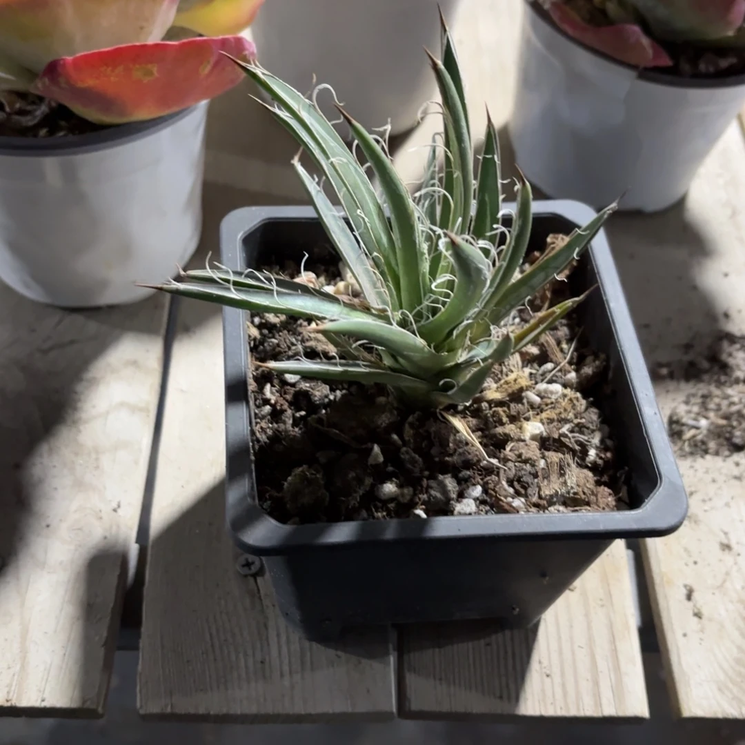 龙之白丝龙舌兰新疆包邮