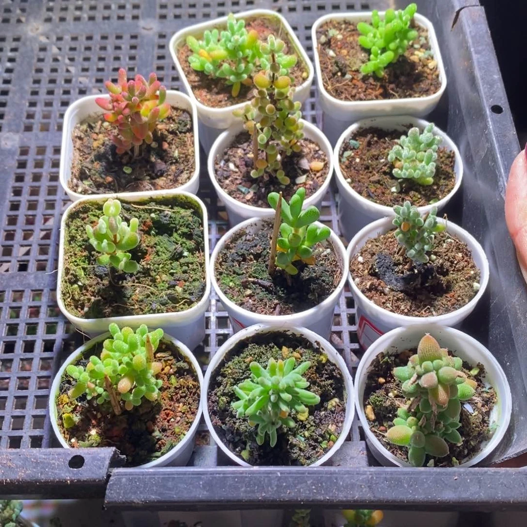 大****S福利款带盆土发货一物一拍