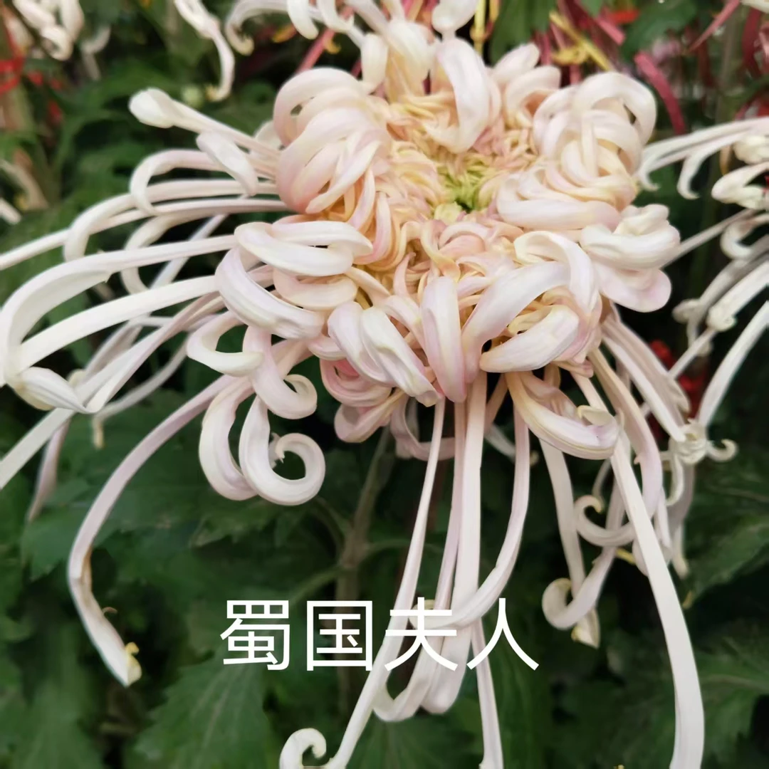 蜀国夫人,菊花苗,半成品,