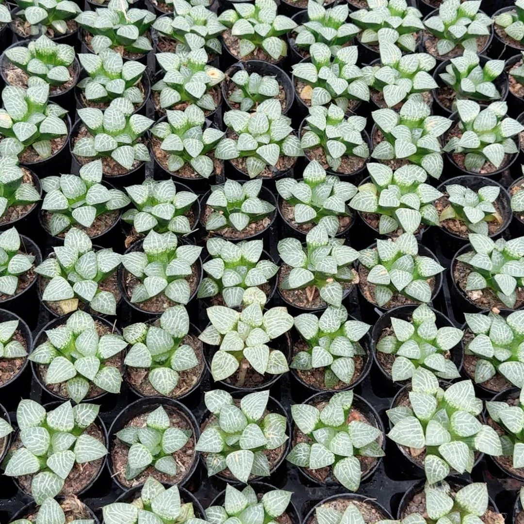 康平玉露多肉植物一颗