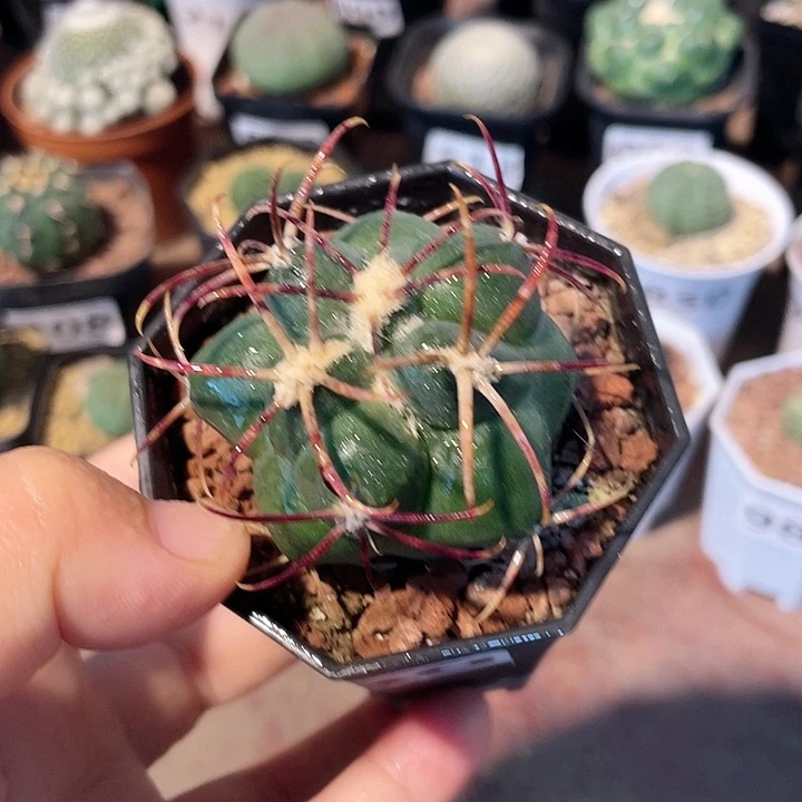 889实生高木绯冠龙