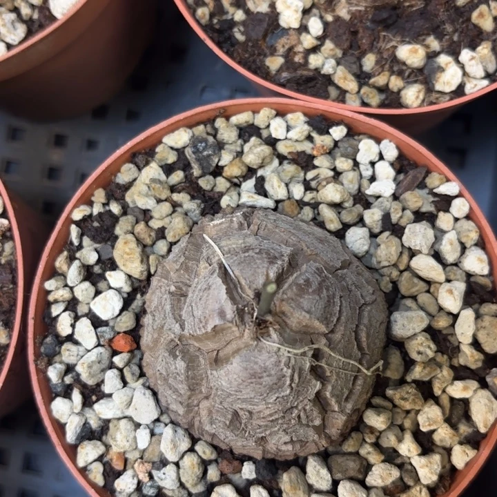 27 号龟甲龙带盆包邮发货