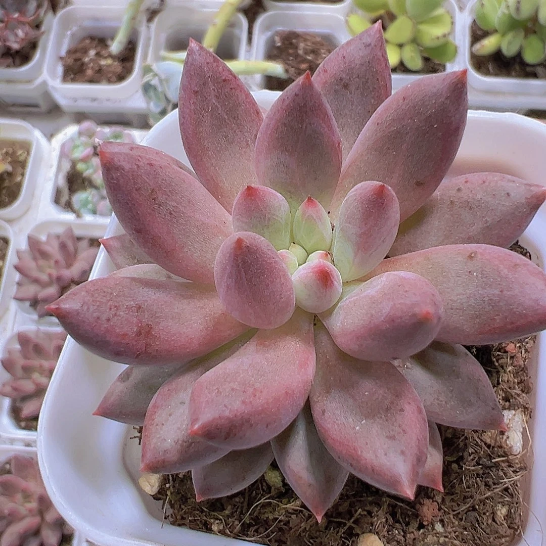 正版车厘子19包邮多肉植物