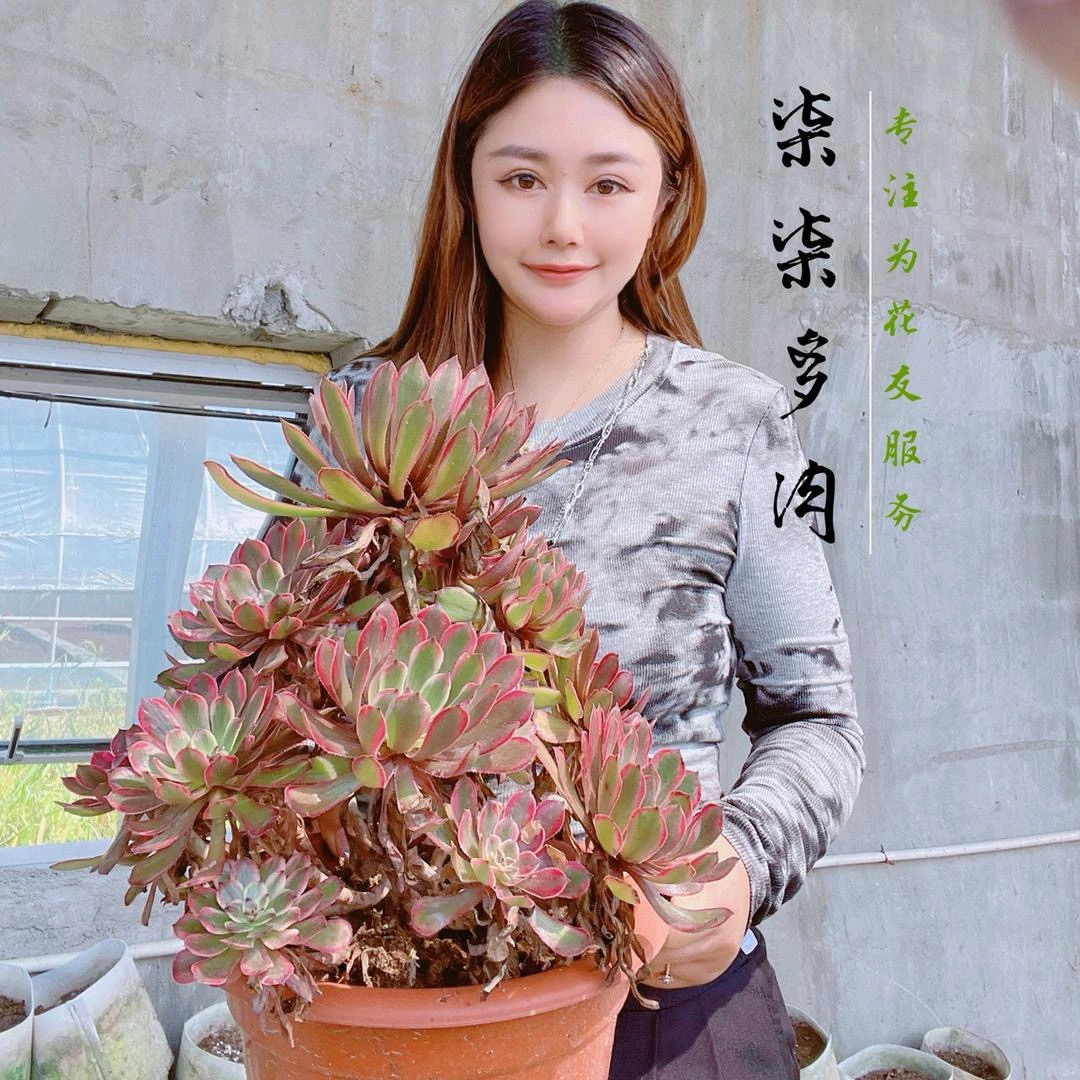 一物一拍缀化手捧花专拍不包断侧枝脱土发货（满20包邮）