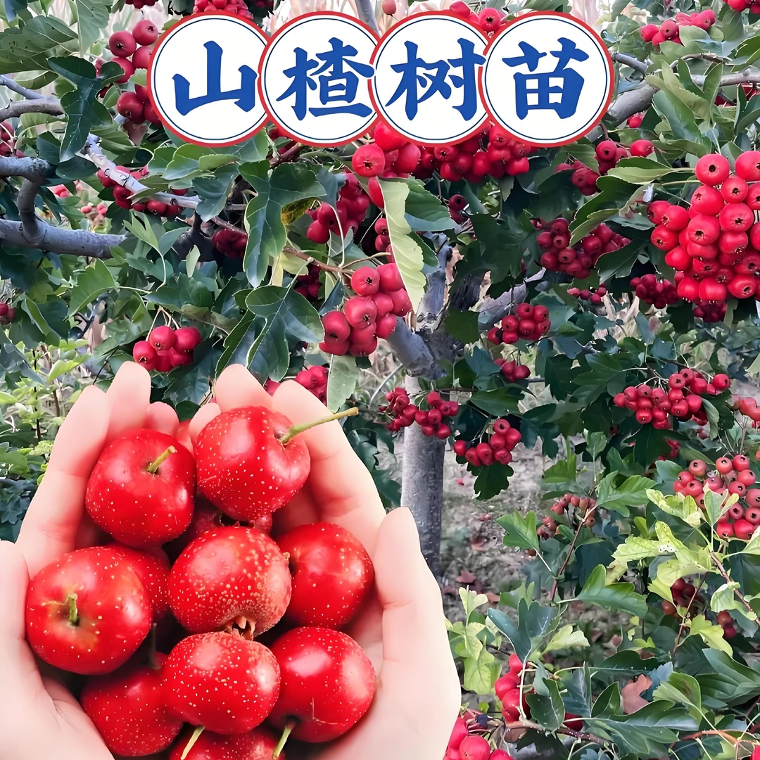 大五棱山楂树苗，对版发货