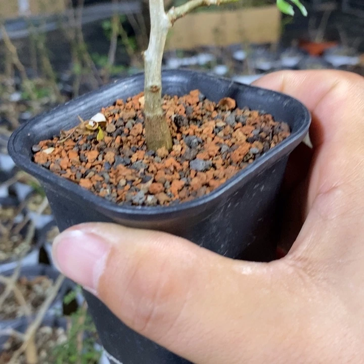 木***枭鹿角橄榄带盆土发货