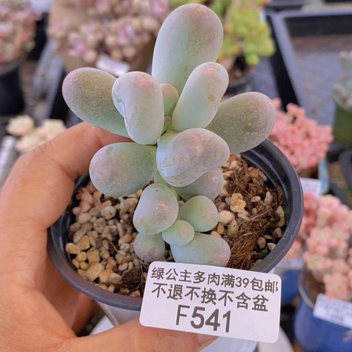 米可奶541多肉植物