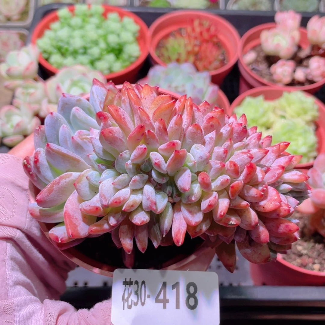 花利美30-418橙梦露缀化