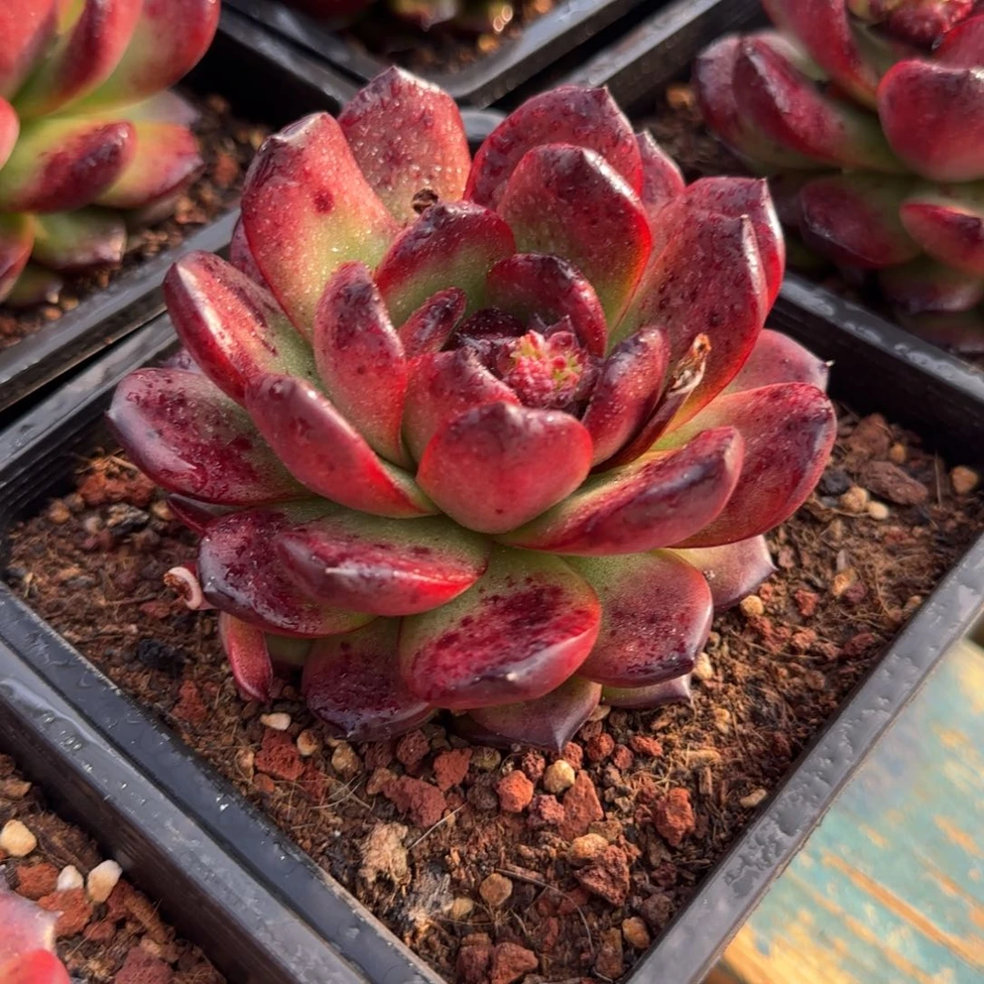 从前慢花园多肉编号tm宝石