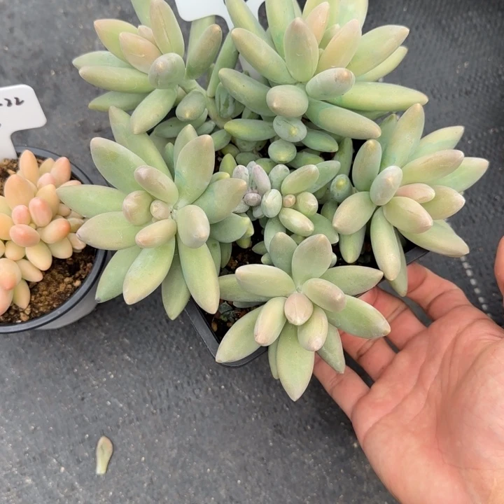 一物一拍白兰地02