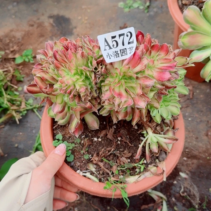 572韶华缀化多肉植物